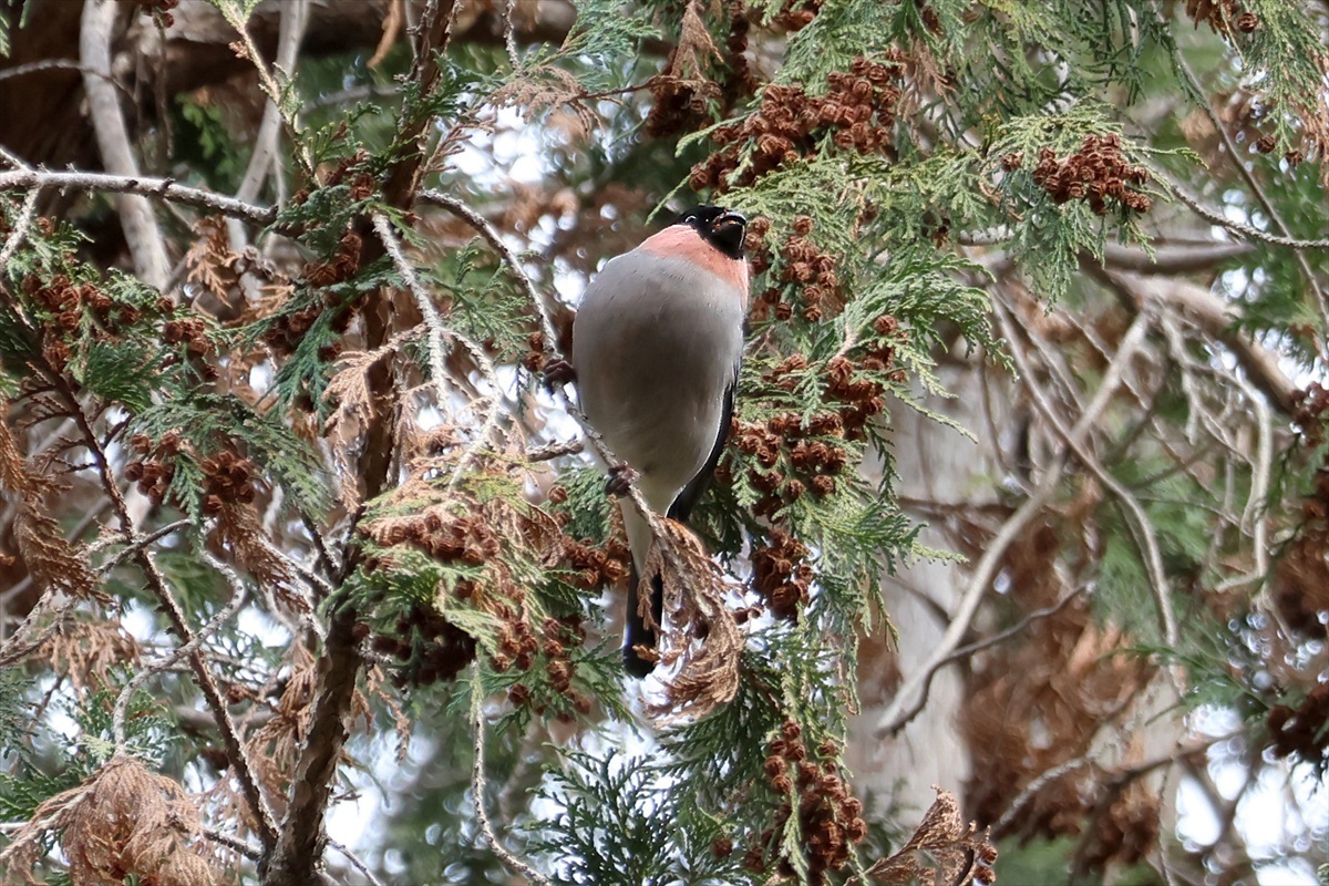 水元公園でちょっと撮影-その733: 料理もパソコンも音楽も楽しいね。