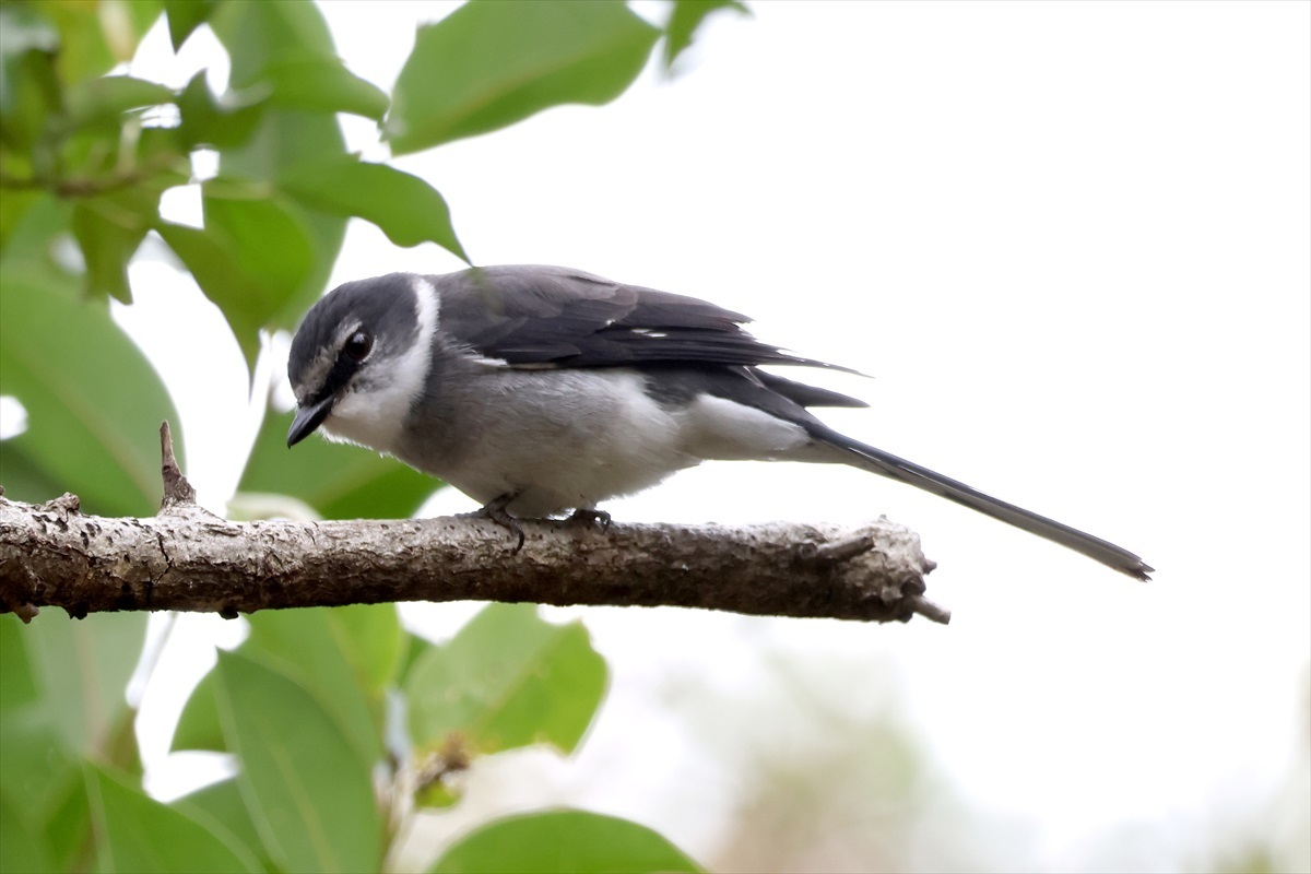 水元公園でちょっと撮影-その733: 料理もパソコンも音楽も楽しいね。