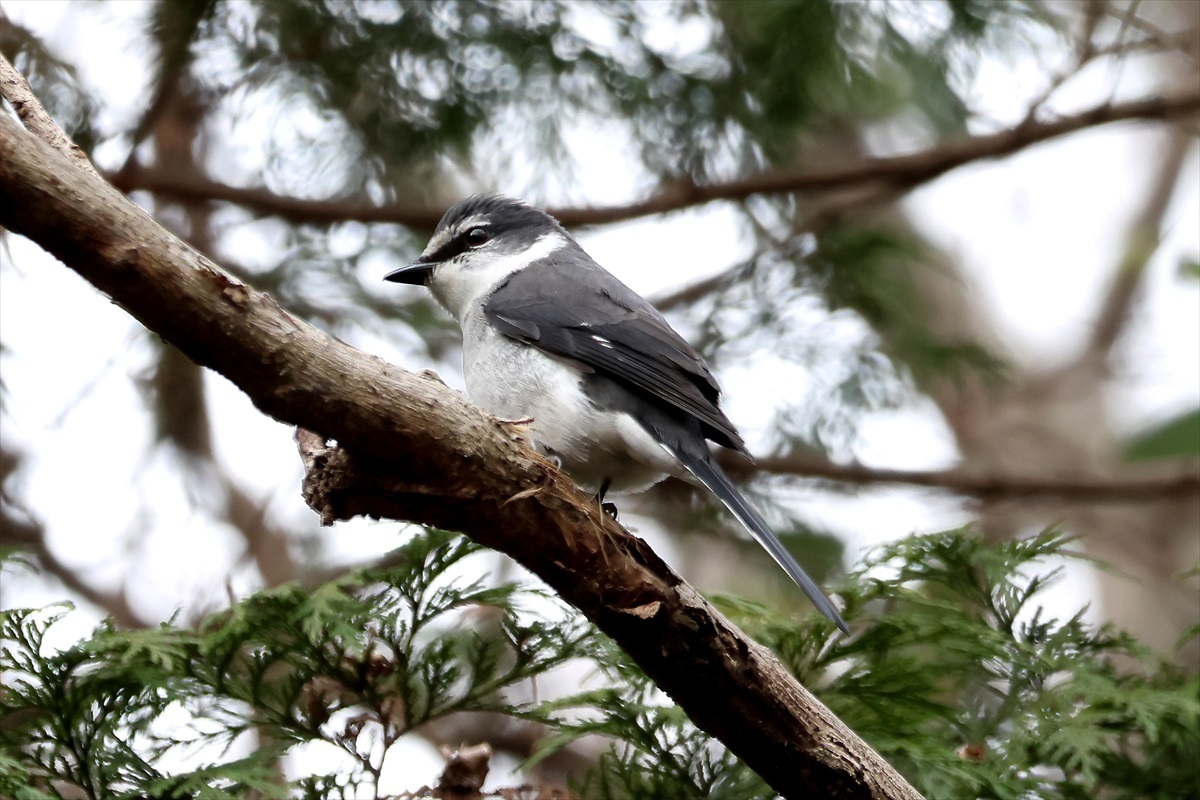 水元公園でちょっと撮影-その733: 料理もパソコンも音楽も楽しいね。